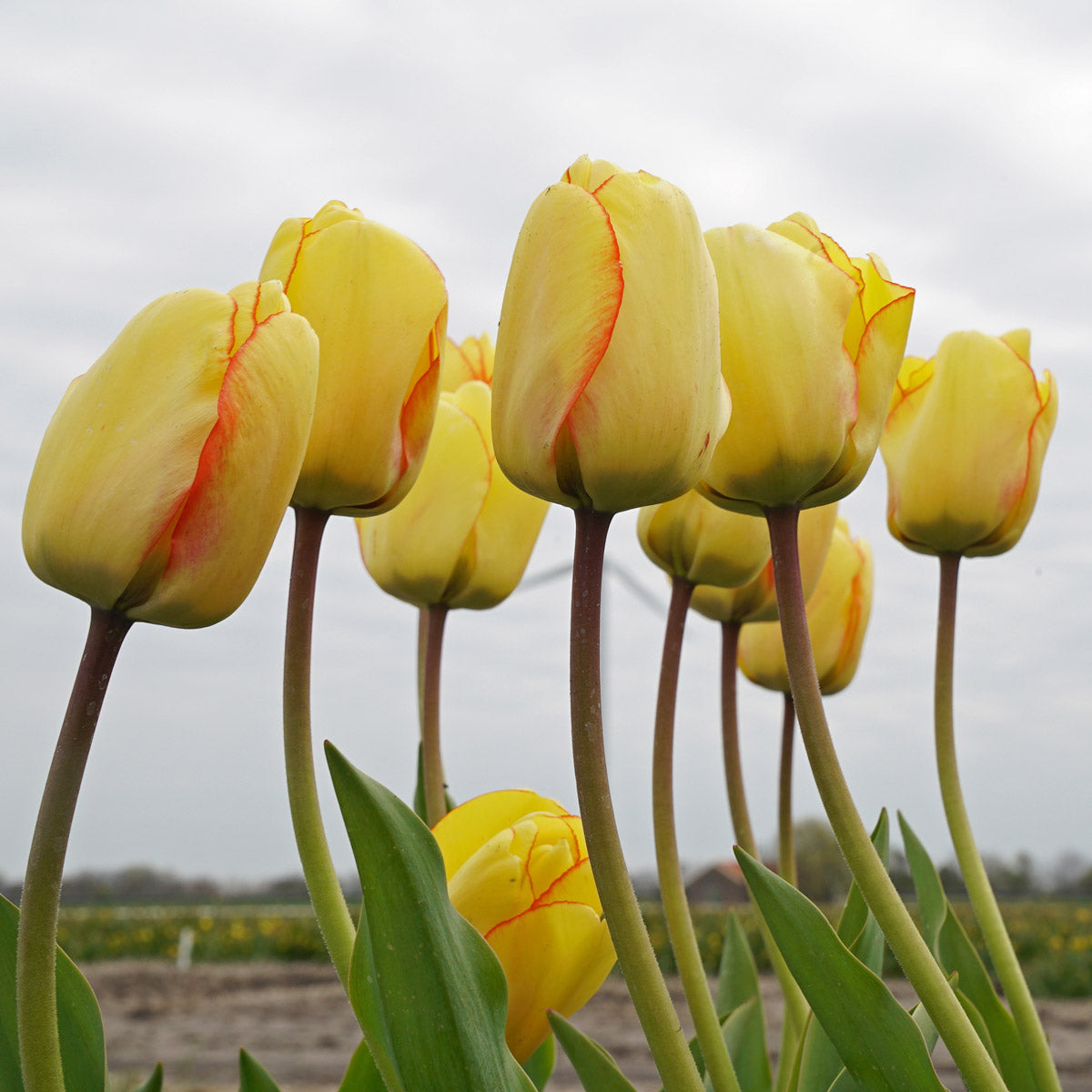 Beauty of Spring