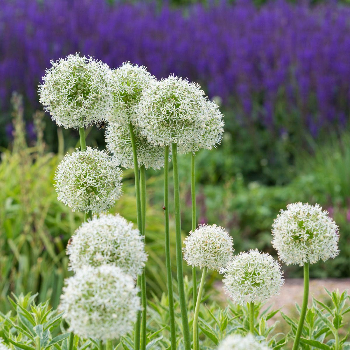 Allium Mount Everest - Alliums - Fluwel