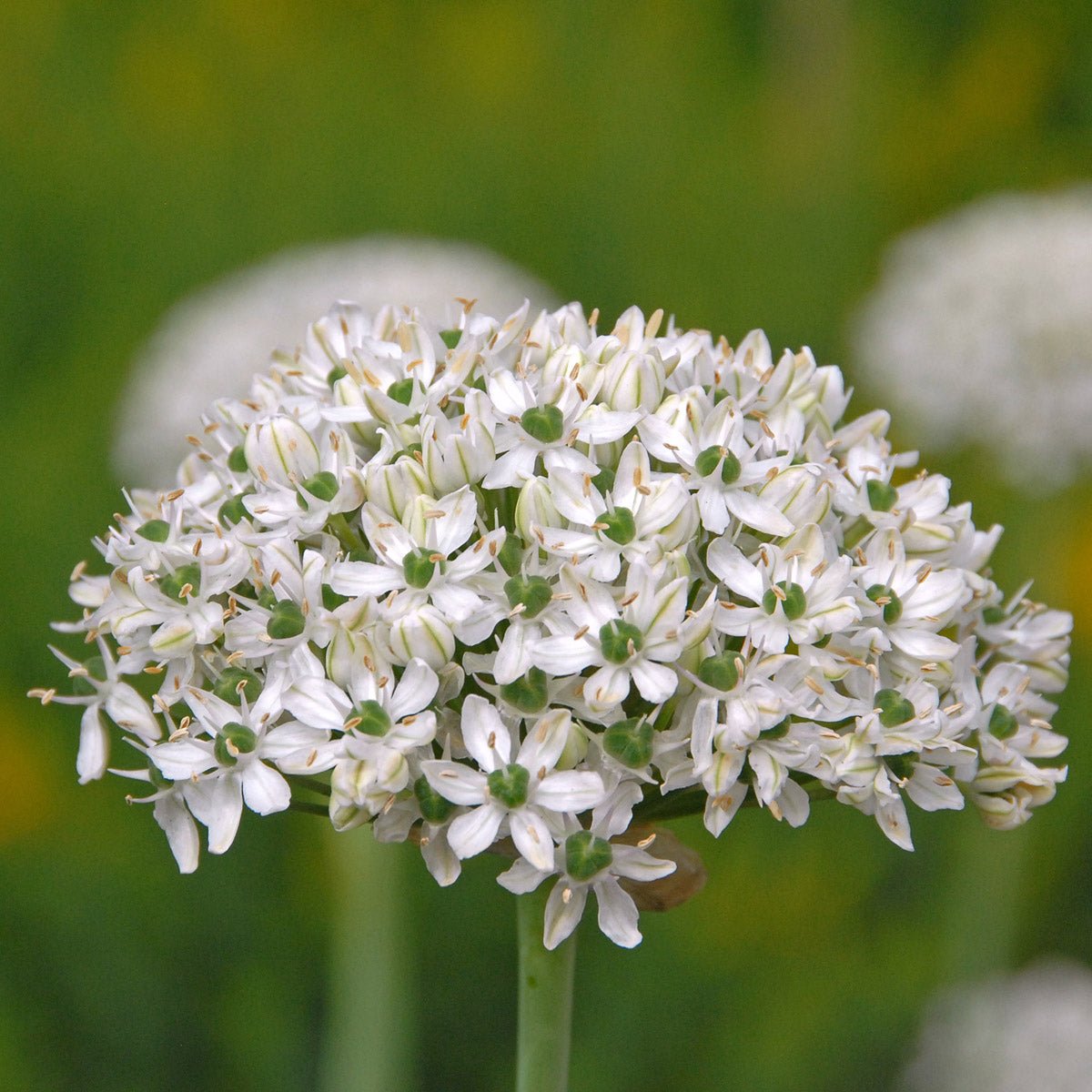 Allium nigrum - Alliums - Fluwel