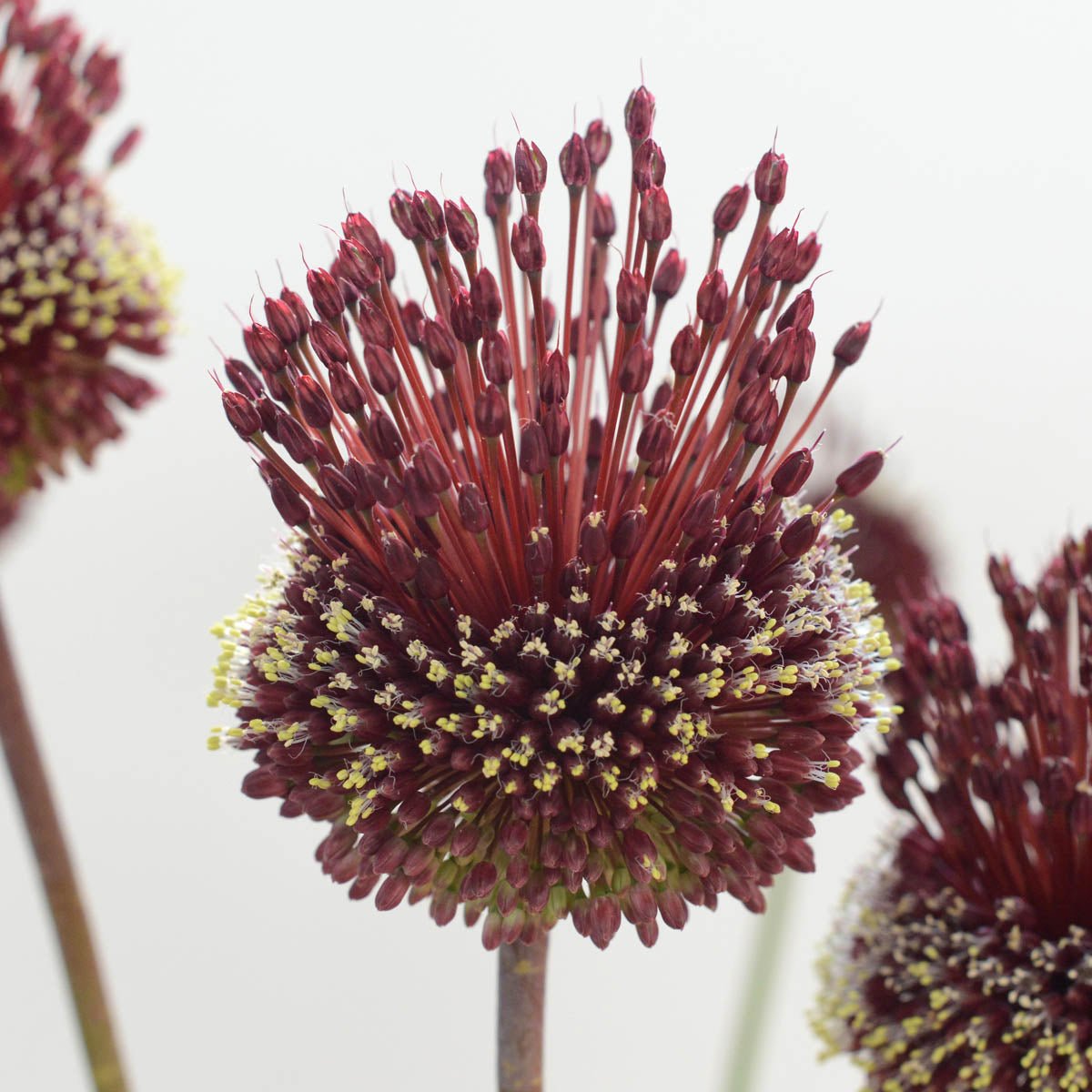 Allium Red Mohican - Alliums - Fluwel