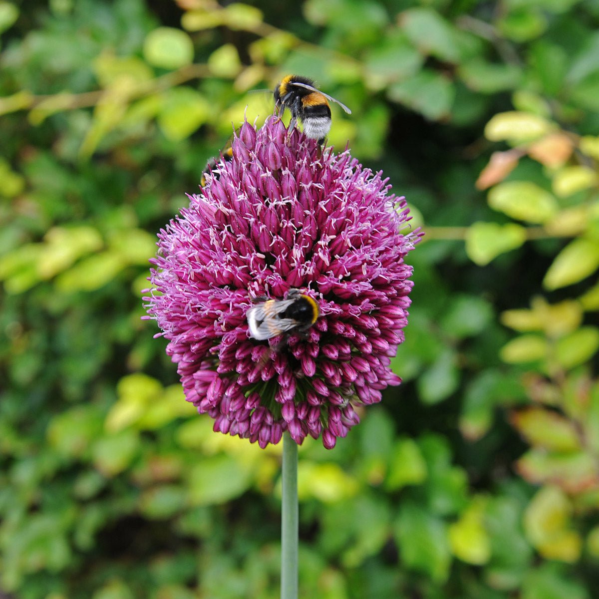 Allium sphaerocephalon - paarse allium - Fluwel