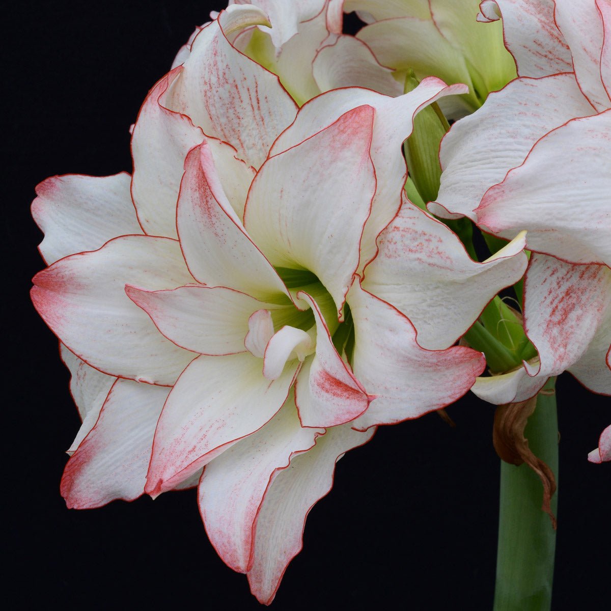 Amaryllis Aphrodite - Amaryllis - Fluwel