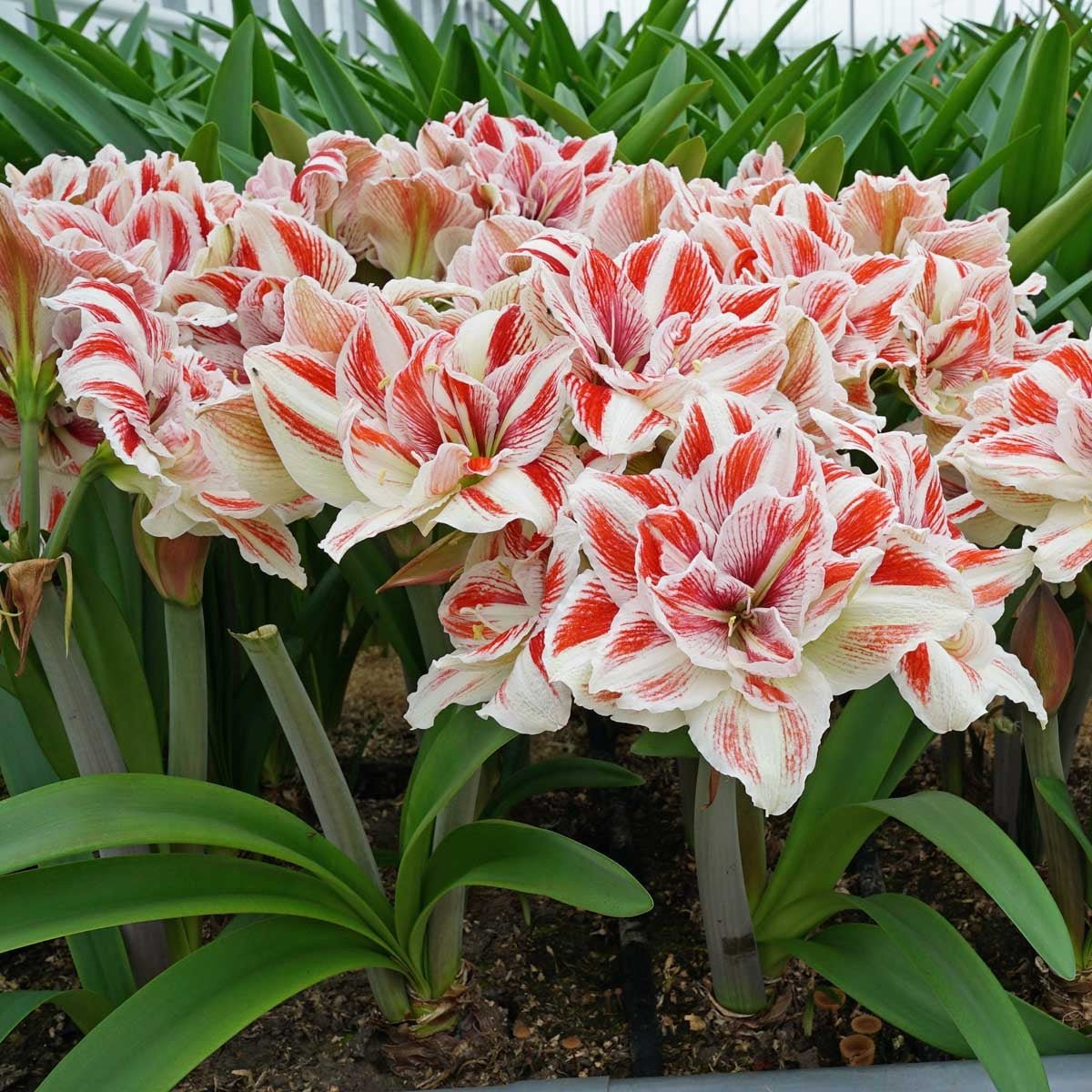 Amaryllis Bright Nymph - Amaryllis - Fluwel