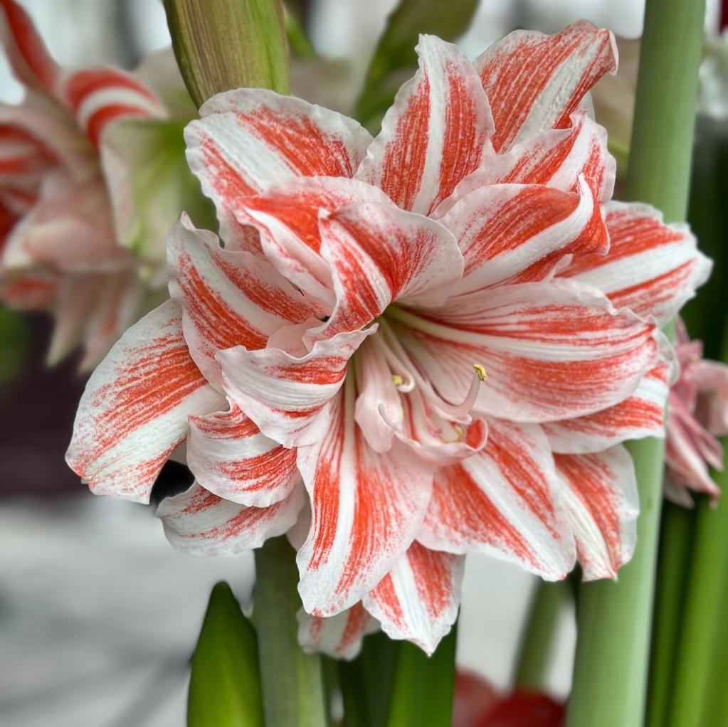 Amaryllis Dancing Queen - Amaryllis - Fluwel