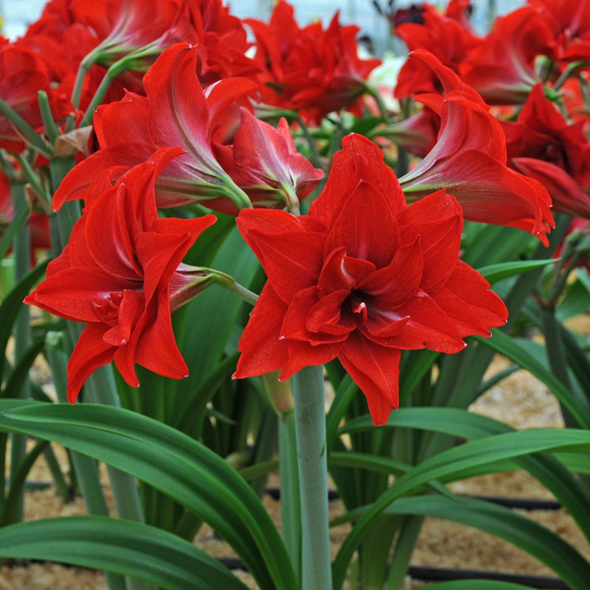 Amaryllis Double Delicious - Amaryllis - Fluwel