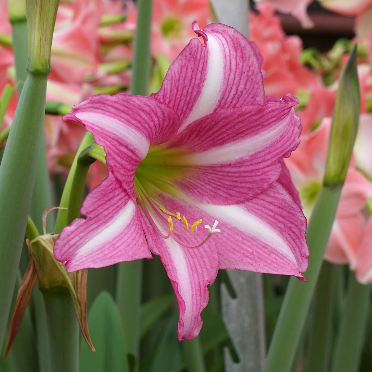 Amaryllis Estella - Amaryllis - Fluwel