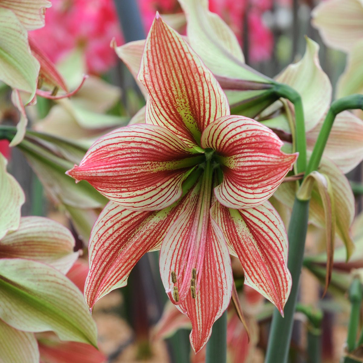 Amaryllis Exotic Star - Amaryllis - Fluwel