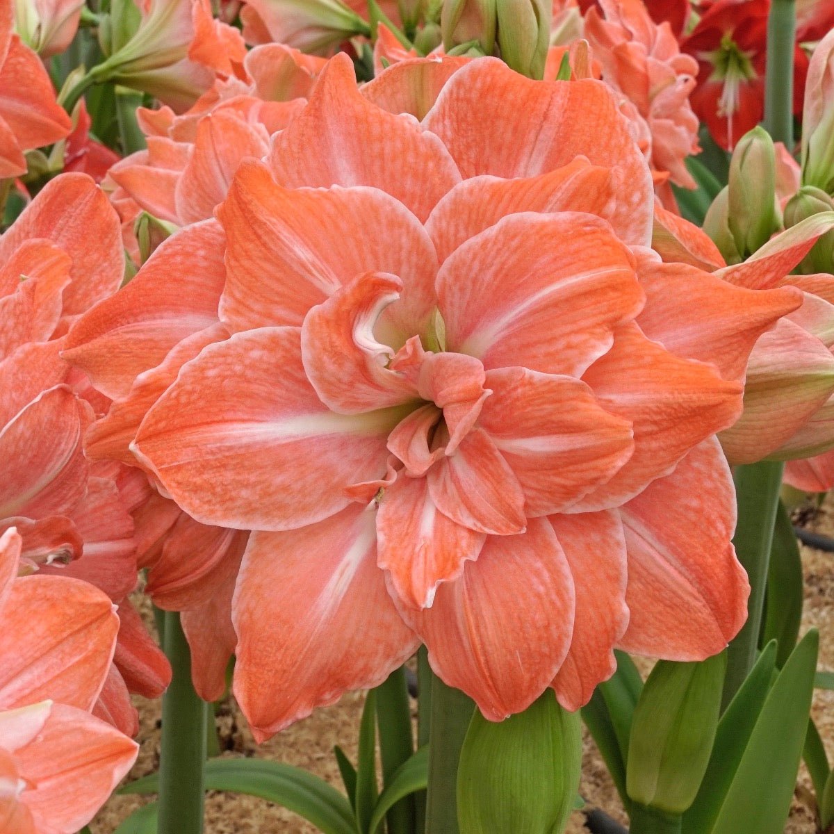 Amaryllis Flamingo Amadeus - Amaryllis - Fluwel