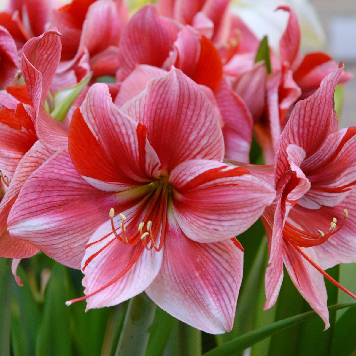 Amaryllis Gervase - Amaryllis - Fluwel