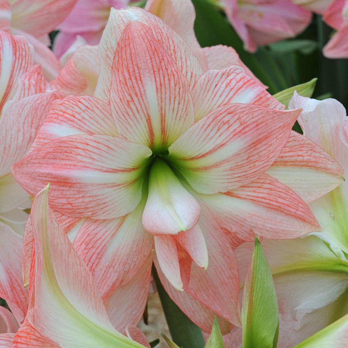 Amaryllis Giant Amadeus - meerkleurige amaryllis - Fluwel