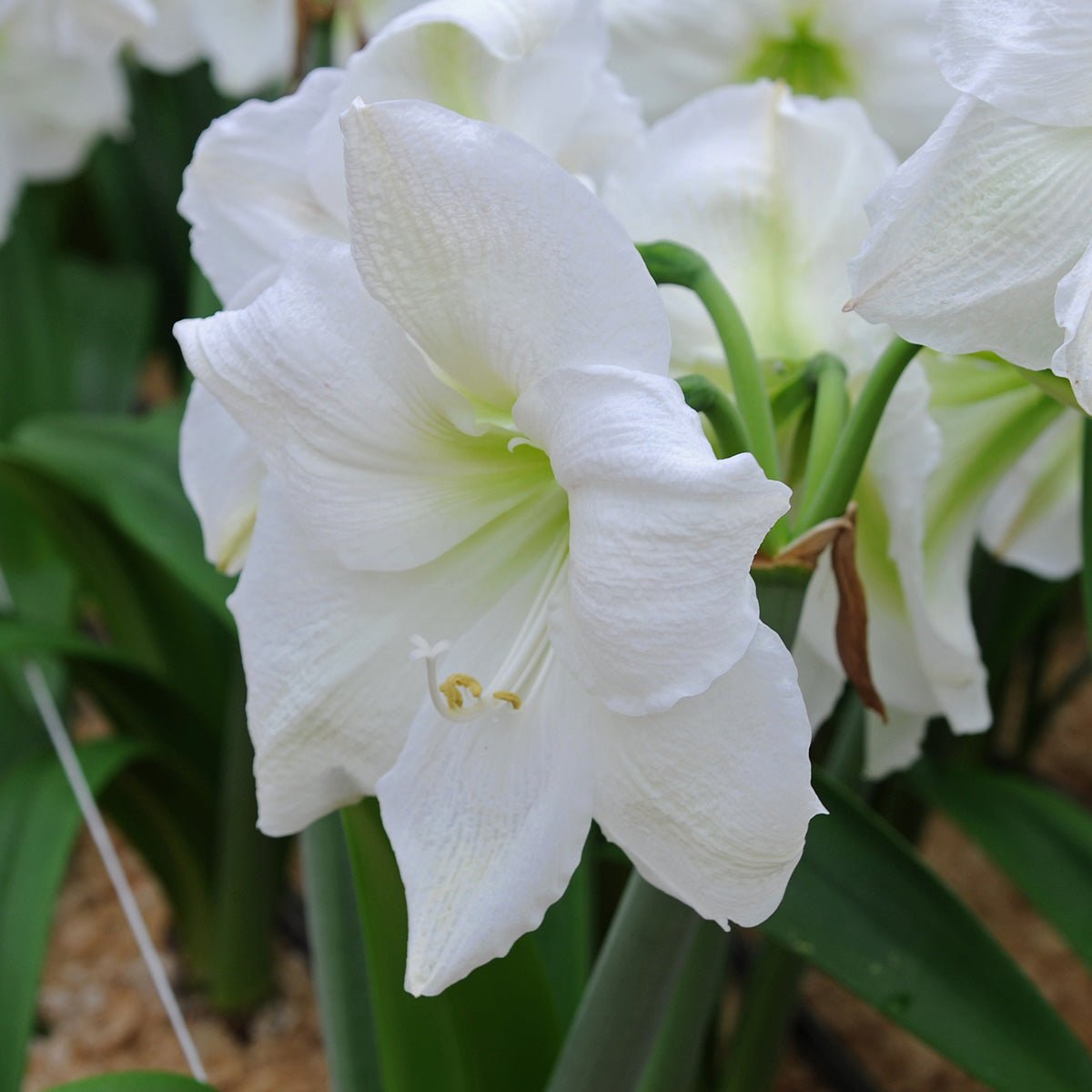 Amaryllis Moscow - witte amaryllis - Fluwel