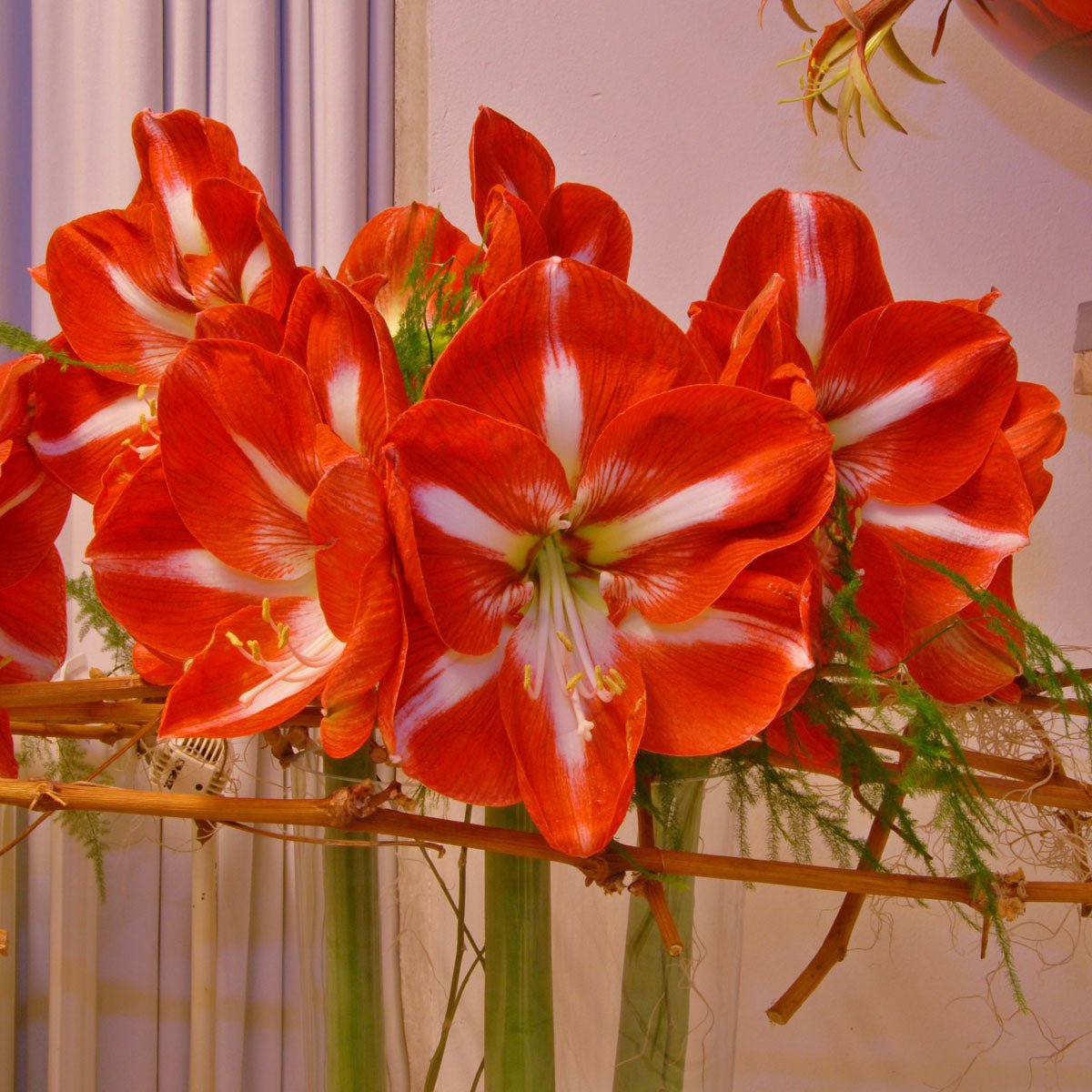 Amaryllis Stargazer - meerkleurige amaryllis - Fluwel