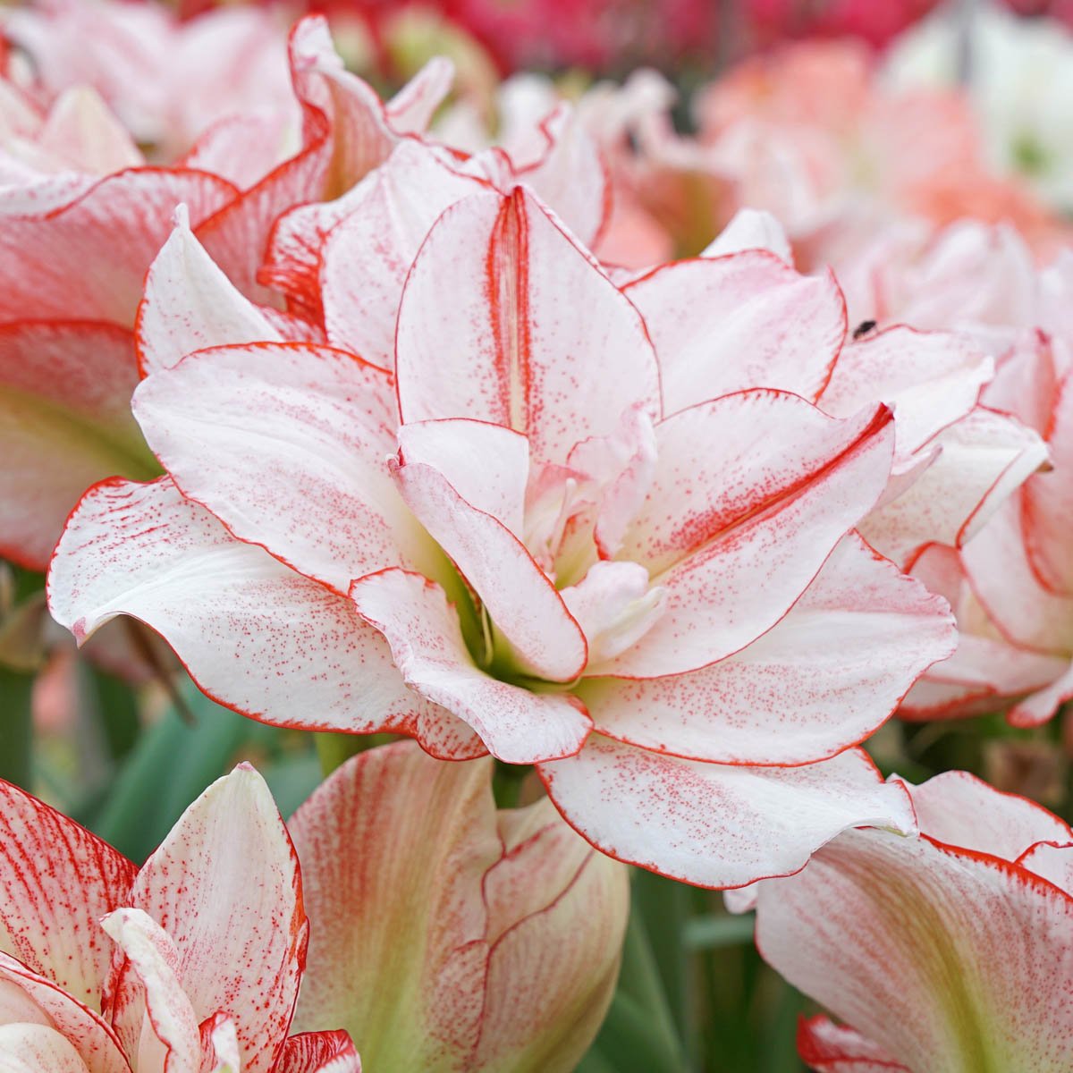 Amaryllis Striped Amadeus - meerkleurige amaryllis - Fluwel