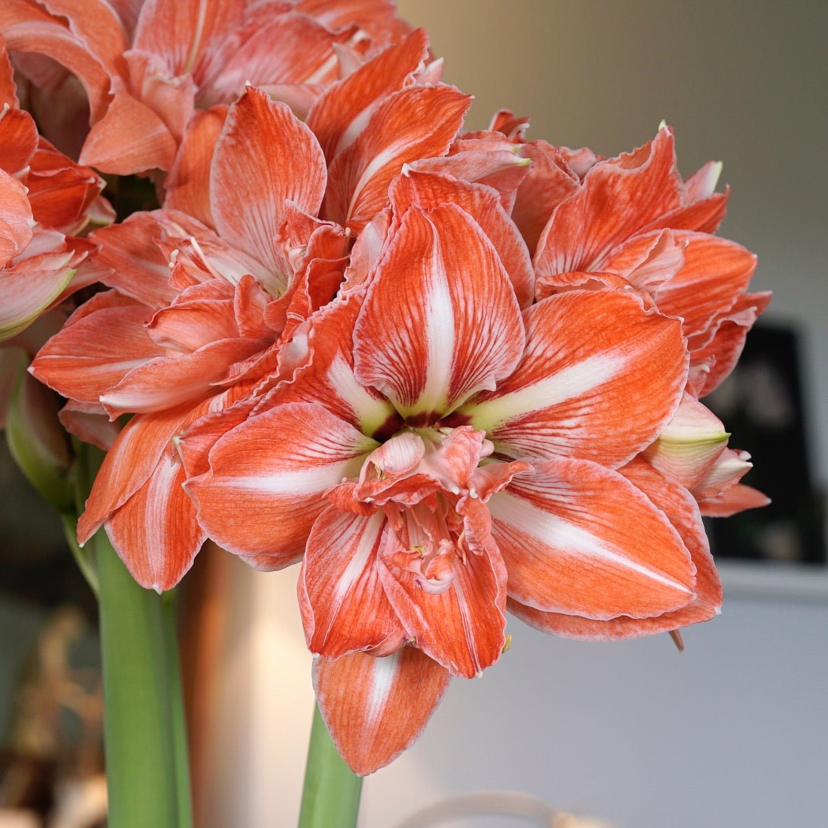 Amaryllis Sunshine Nymph - meerkleurige amaryllis - Fluwel
