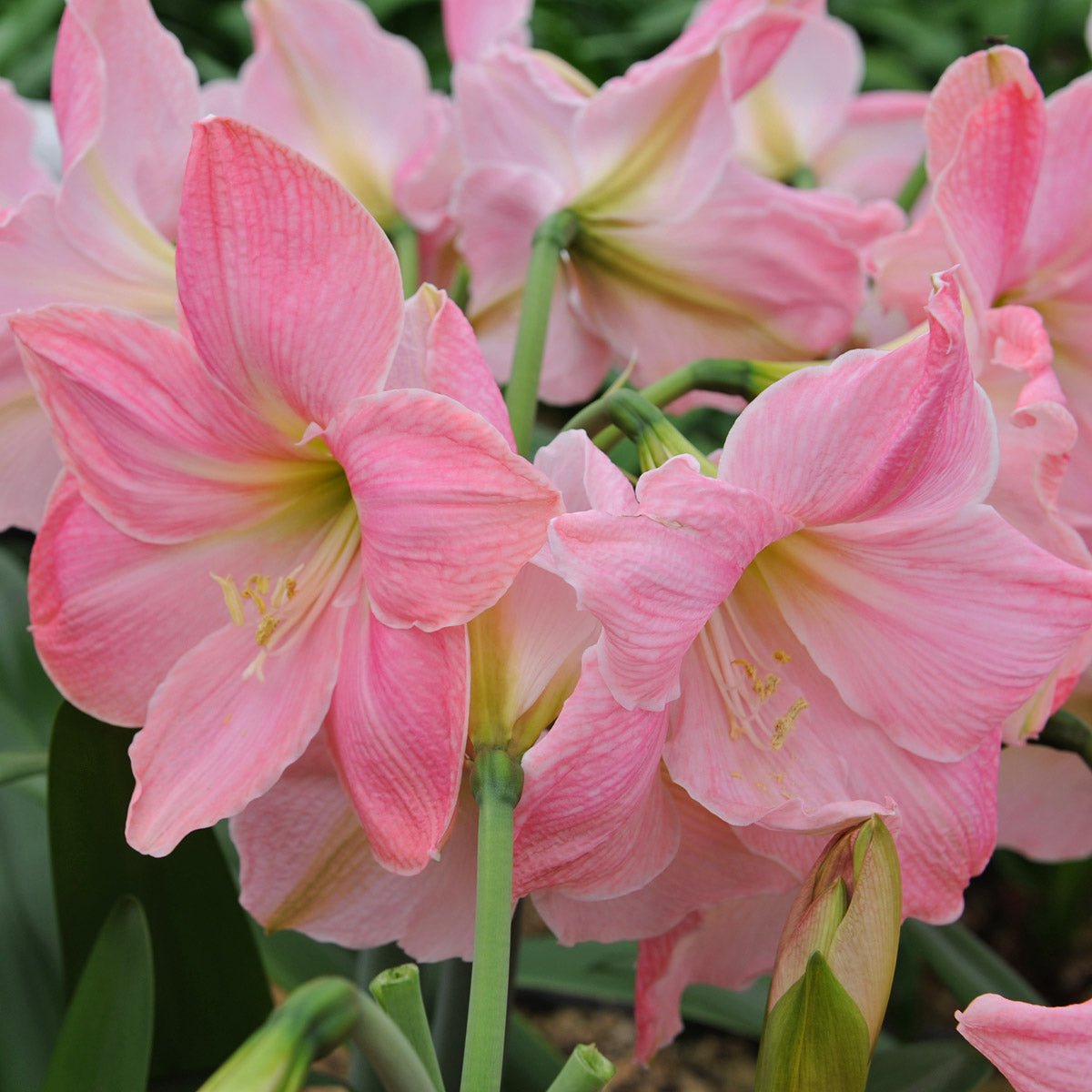 Amaryllis Sweet Star - roze amaryllis - Fluwel