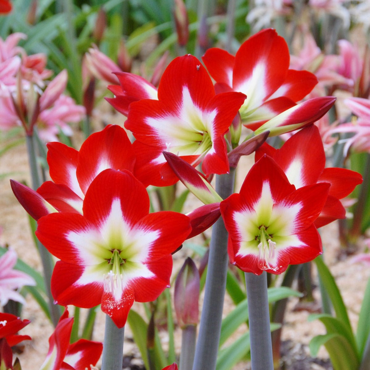 Amaryllis Tres Chic - meerkleurige amaryllis - Fluwel