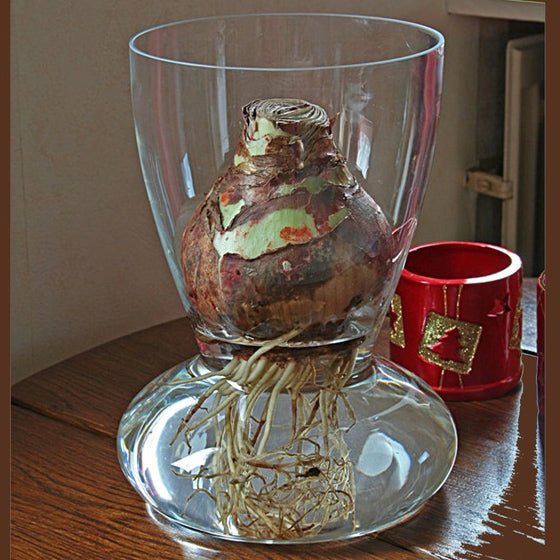 Amaryllis vaas met Amaryllis bol - Amaryllis - Fluwel