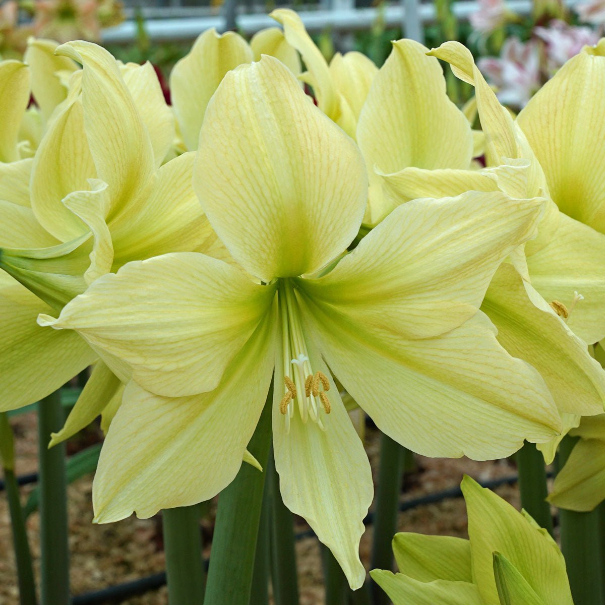Amaryllis Yellow Star - Amaryllis - Fluwel