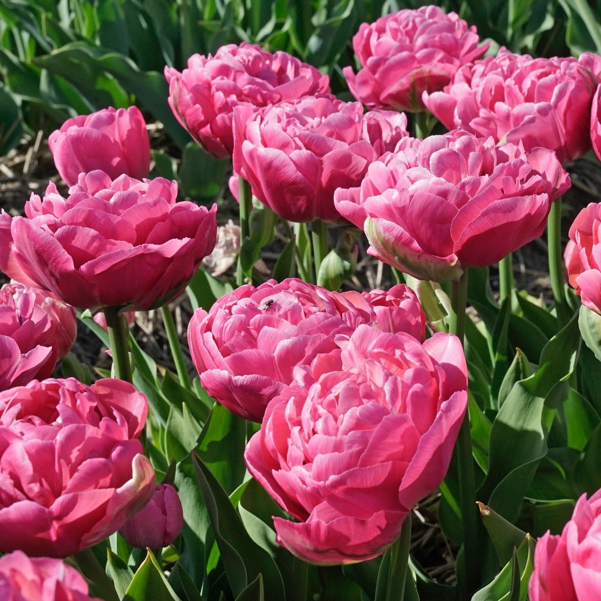 Amazing Grace - Tulips - Fluwel