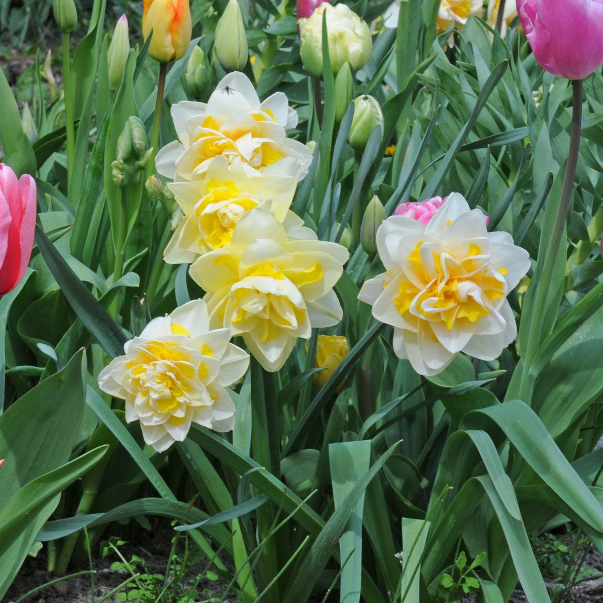 Ambon - Narcissus - Fluwel