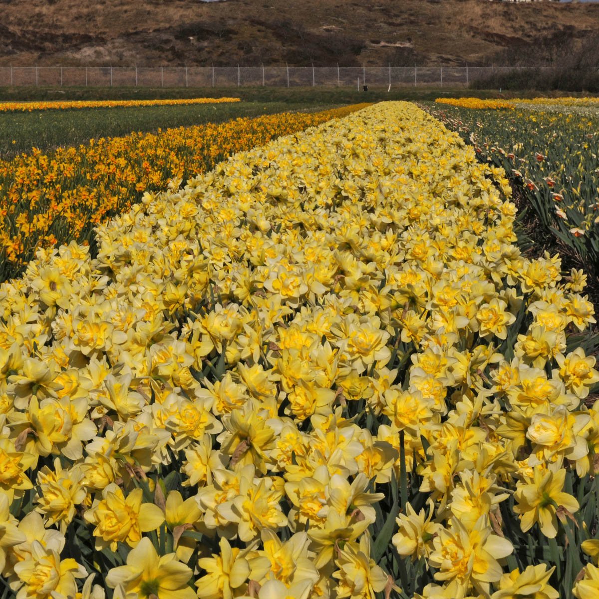Ambon - Narcissus - Fluwel
