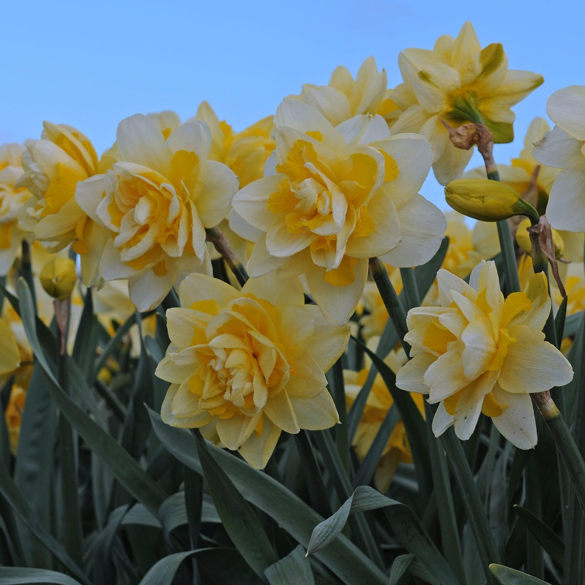 Ambon - Narcissus - Fluwel