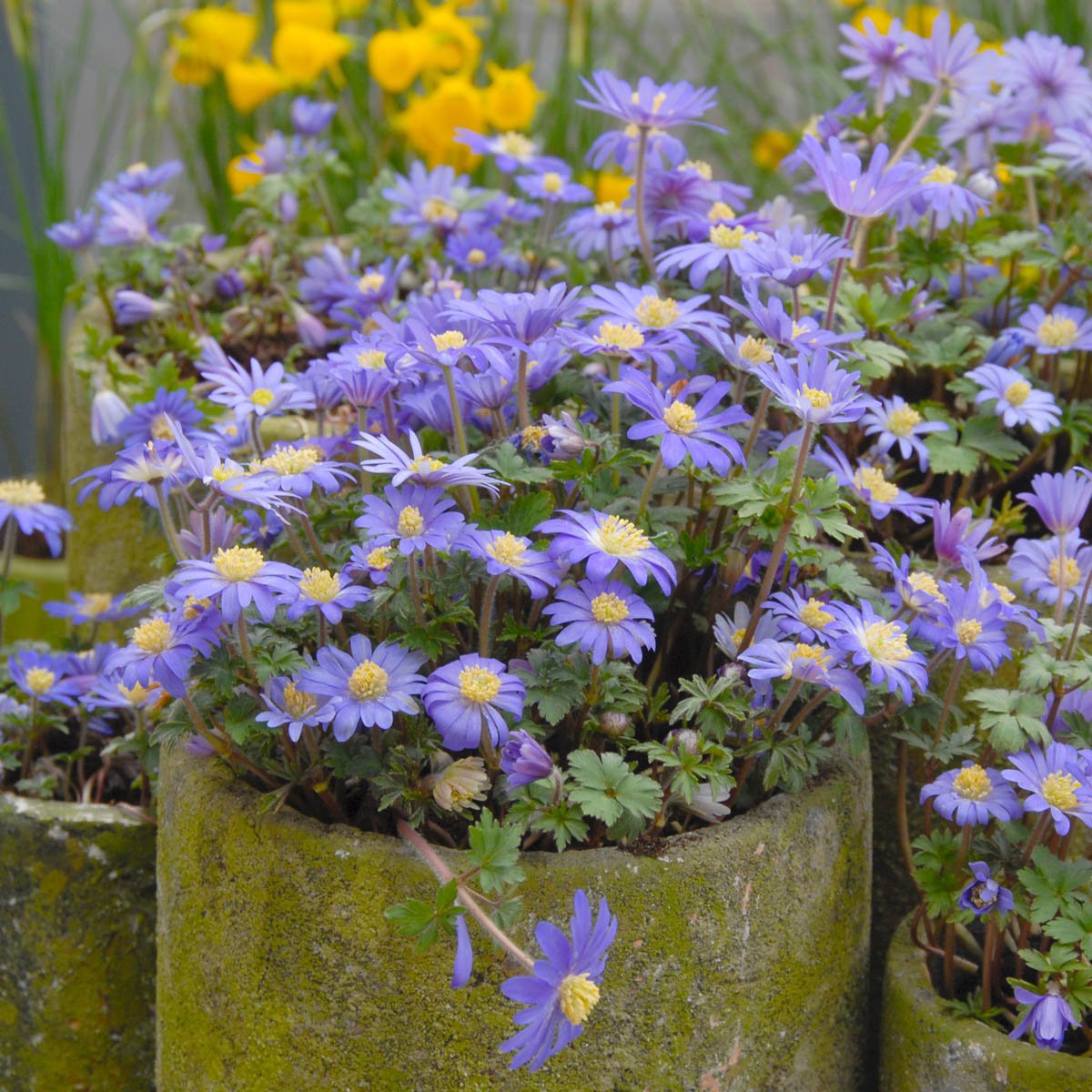 Anemone blanda Blue Shades - Spring specialty bulbs - Fluwel