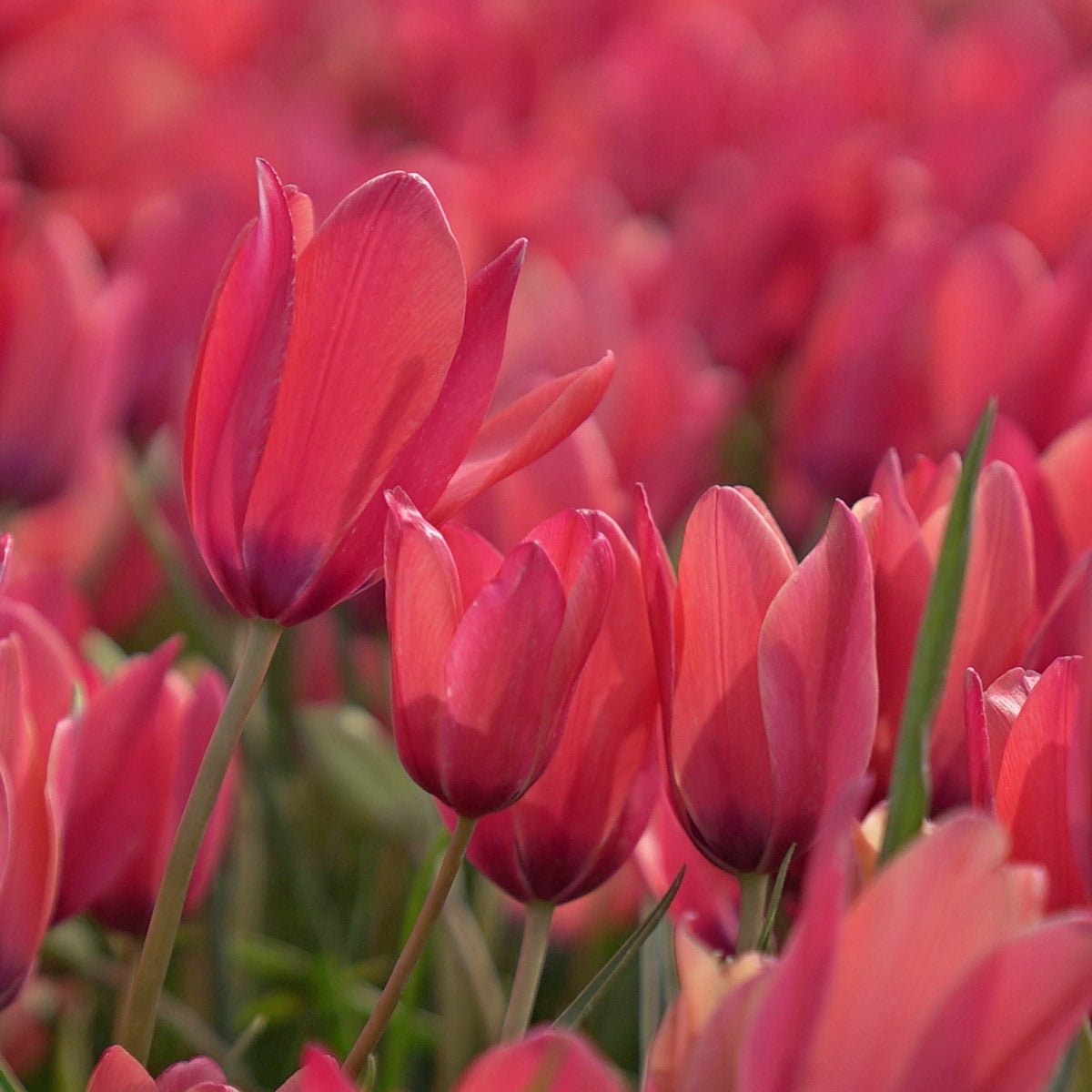 Annika - Tulips - Fluwel