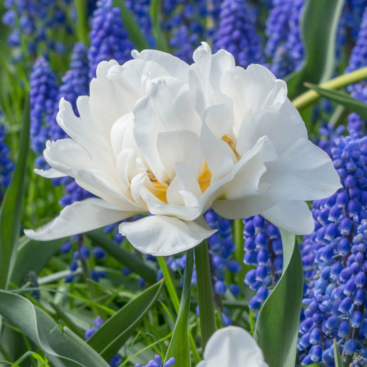 Tulipa Popcorn