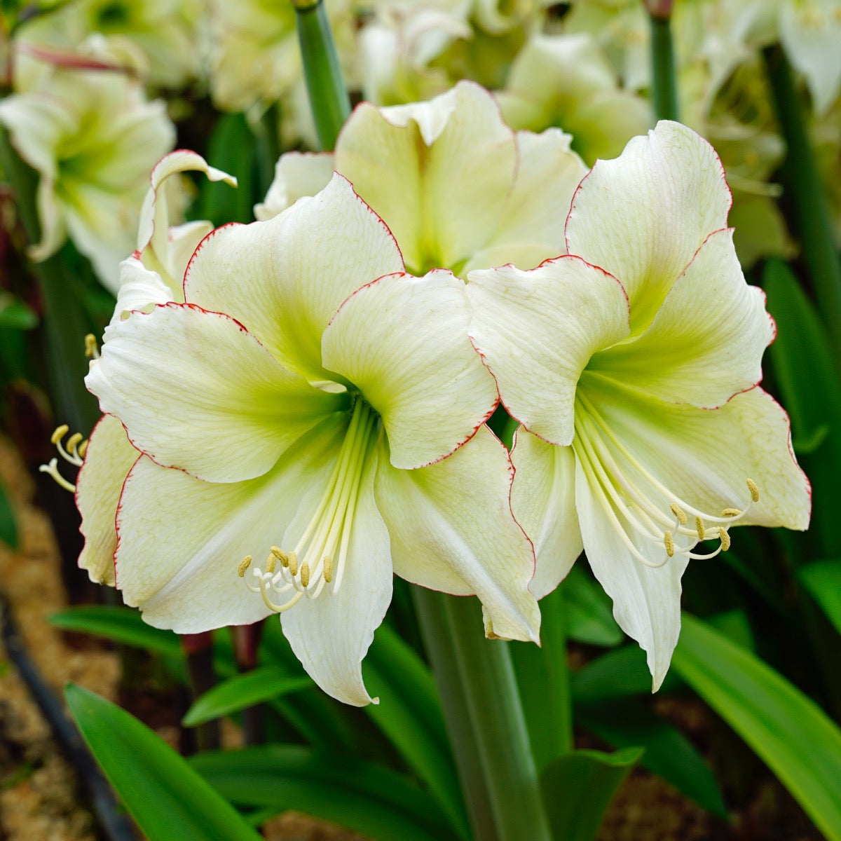 Amaryllis Lemon Cream