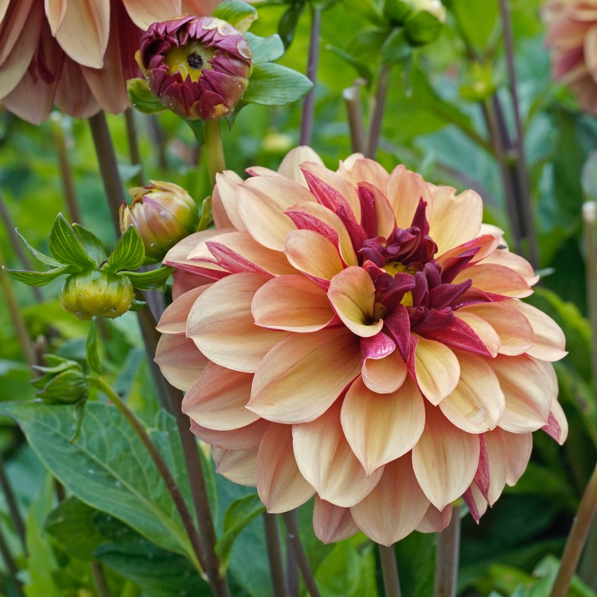 Dahlie Creme de Cognac