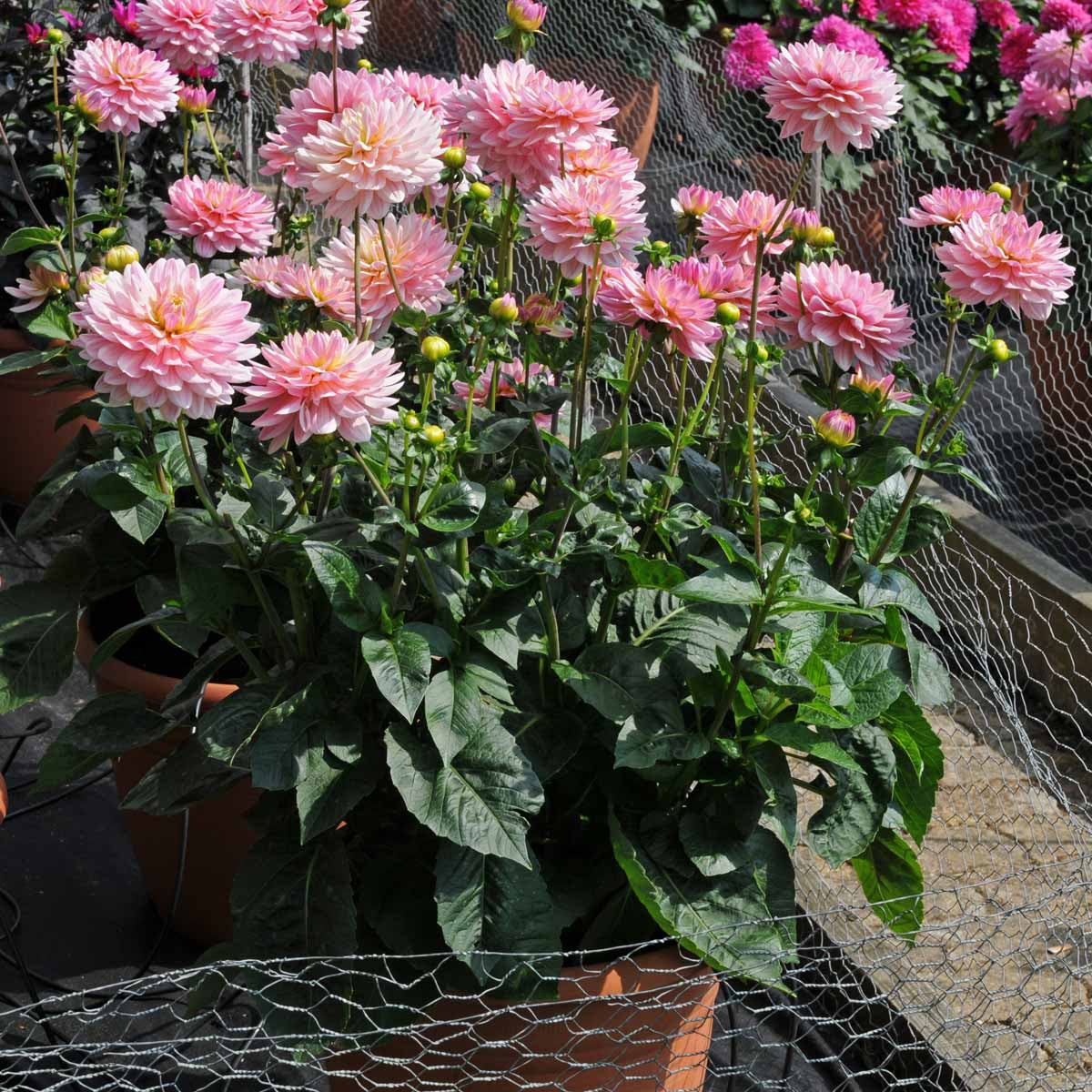 Dahlie Pink Magic