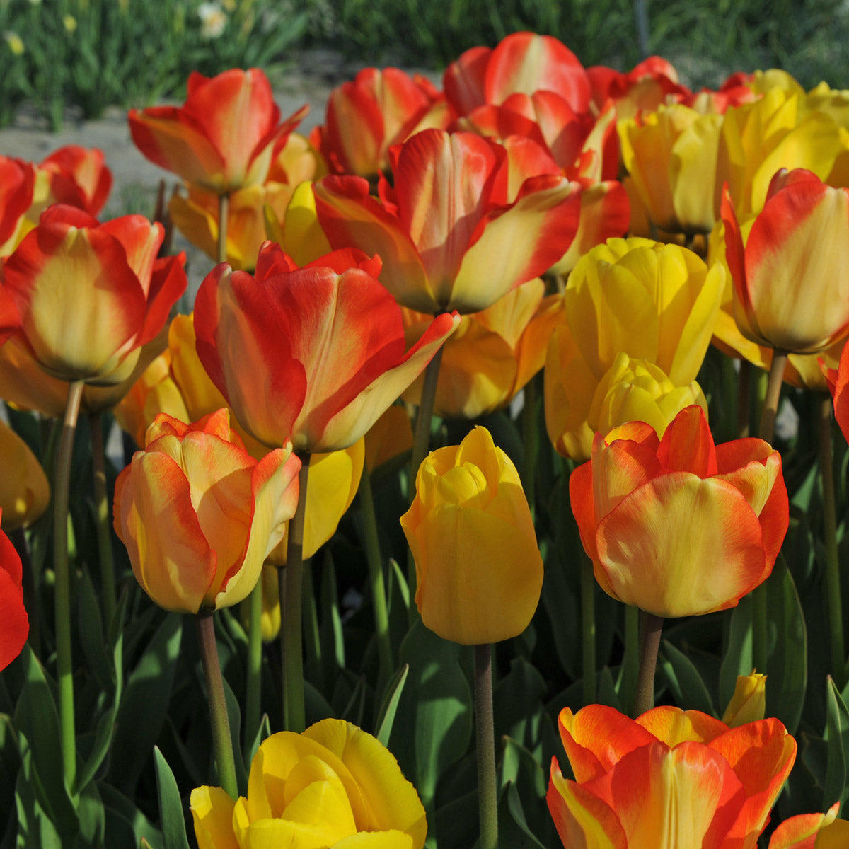 Mixture Tulipa Glow Motion