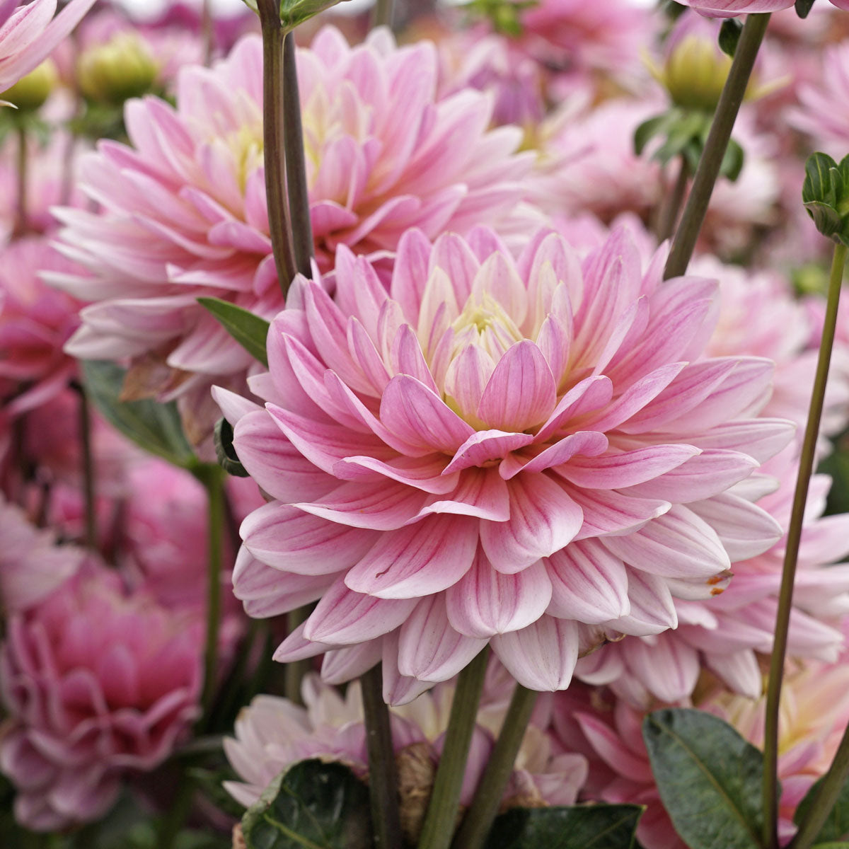 Dahlie Pink Magic