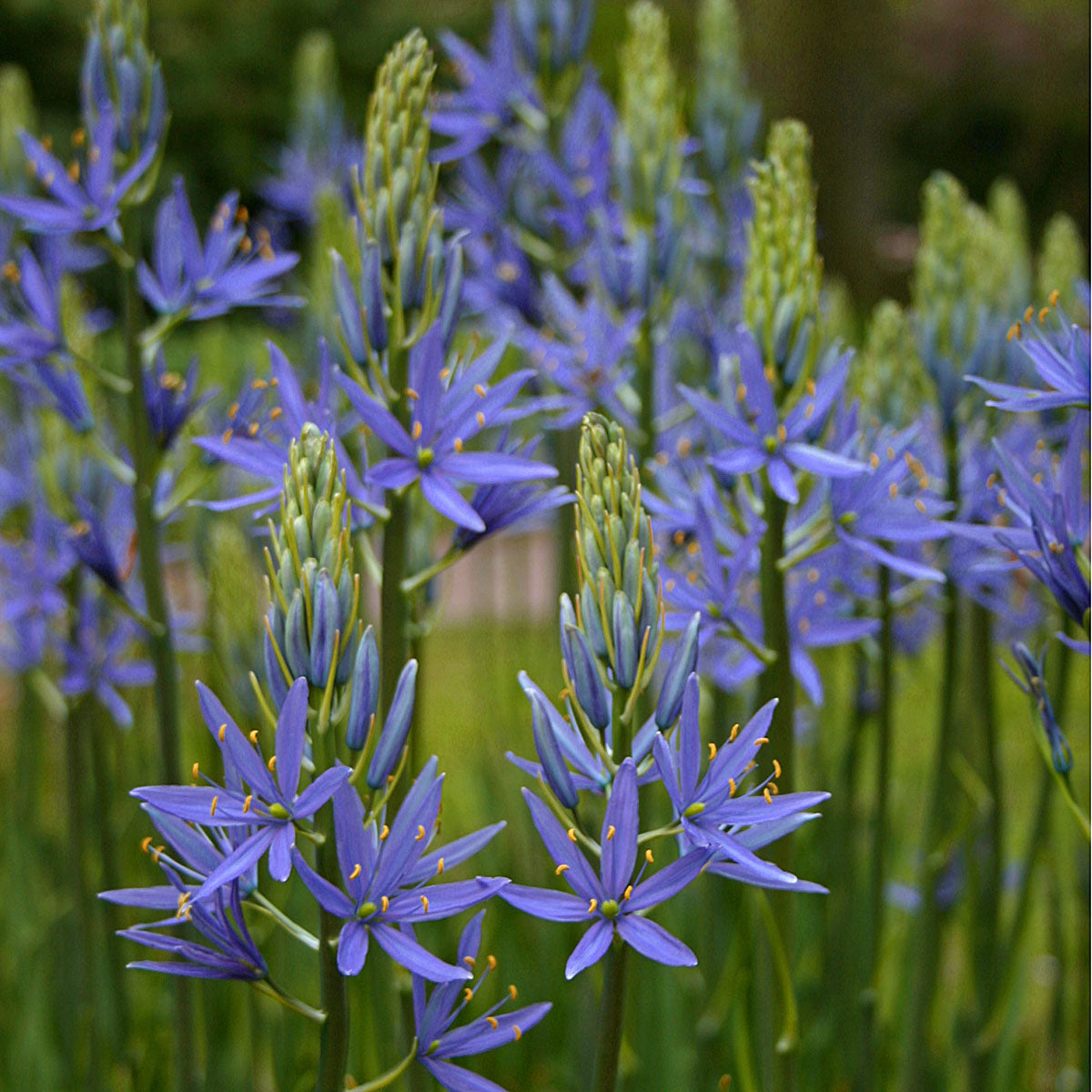 Camassia leichtlinii Blue Danube | Bestel Camassiabollen bij Fluwel
