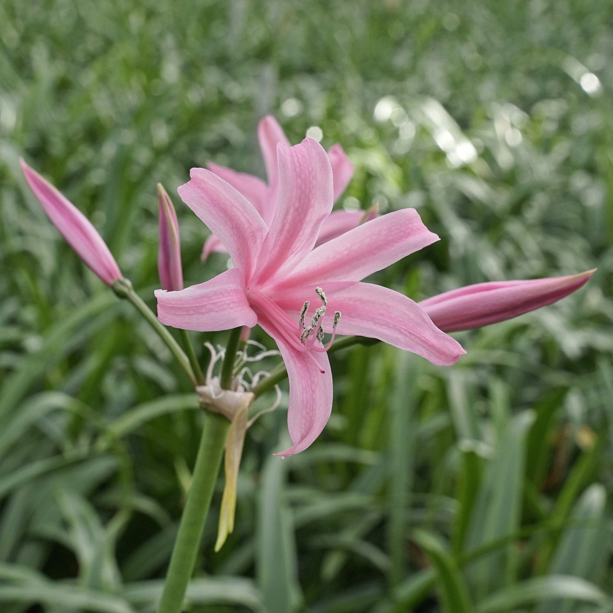 Nerine Amandi