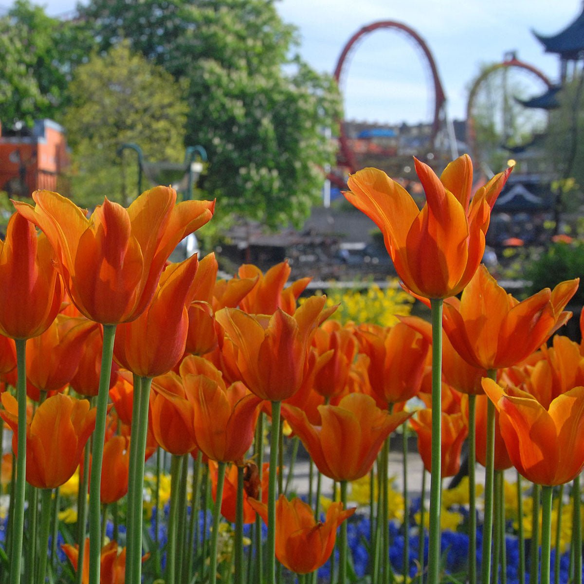 Ballerina - Tulips - Fluwel