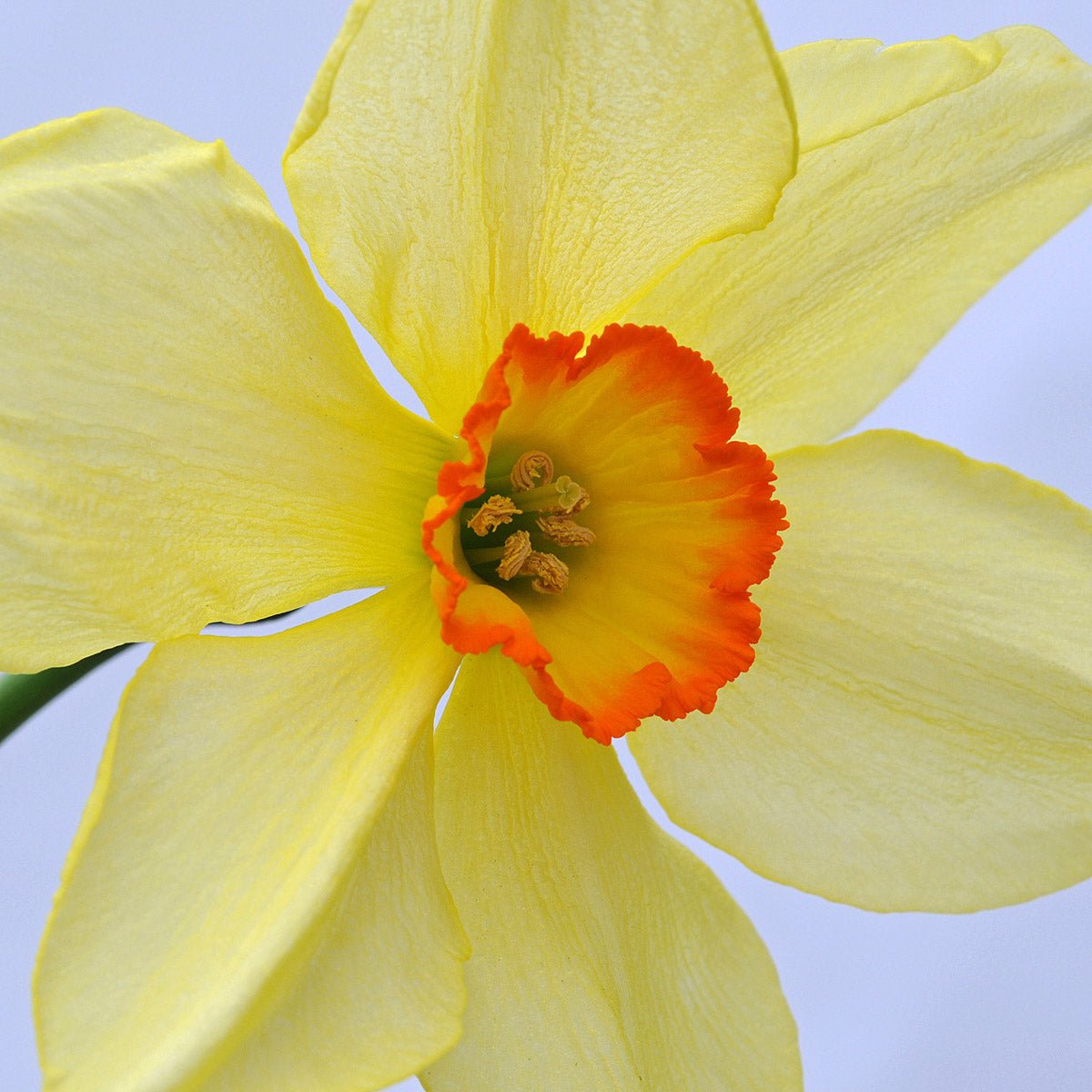 Bath's Flame - Special Narcissus - Fluwel