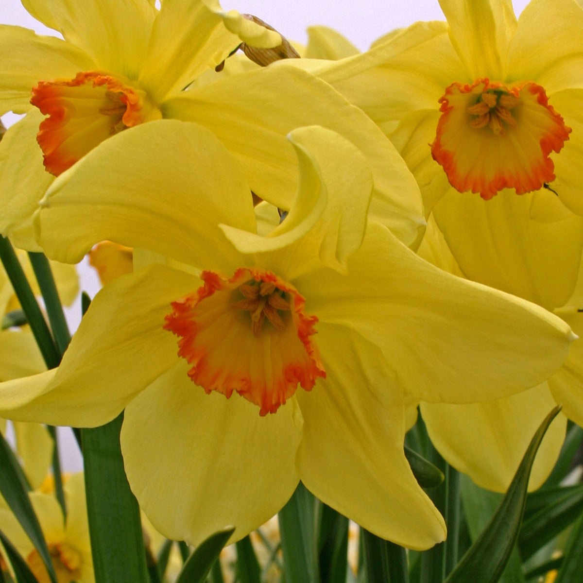 Bath's Flame - Special Narcissus - Fluwel