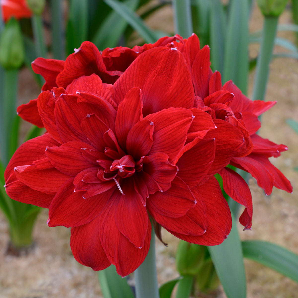 Amaryllis Scarlet Belle