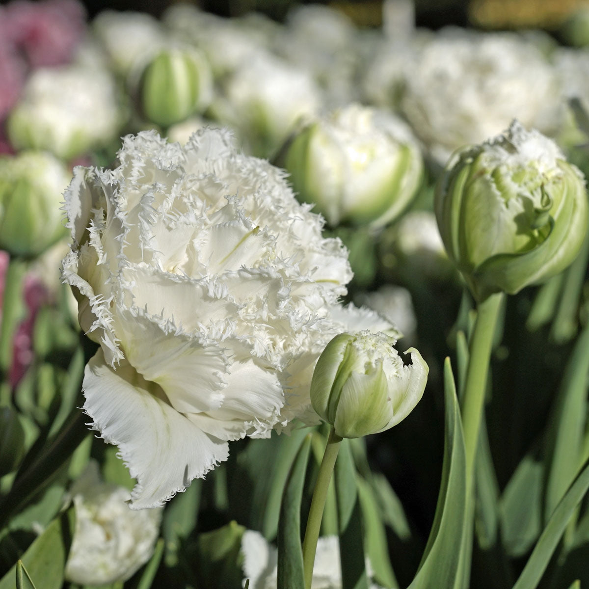 Tulip Snow Crystal (Tulipa) | Koop Tulpenbollen online bij Fluwel