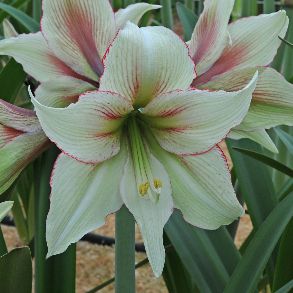 Amaryllis Magic Green