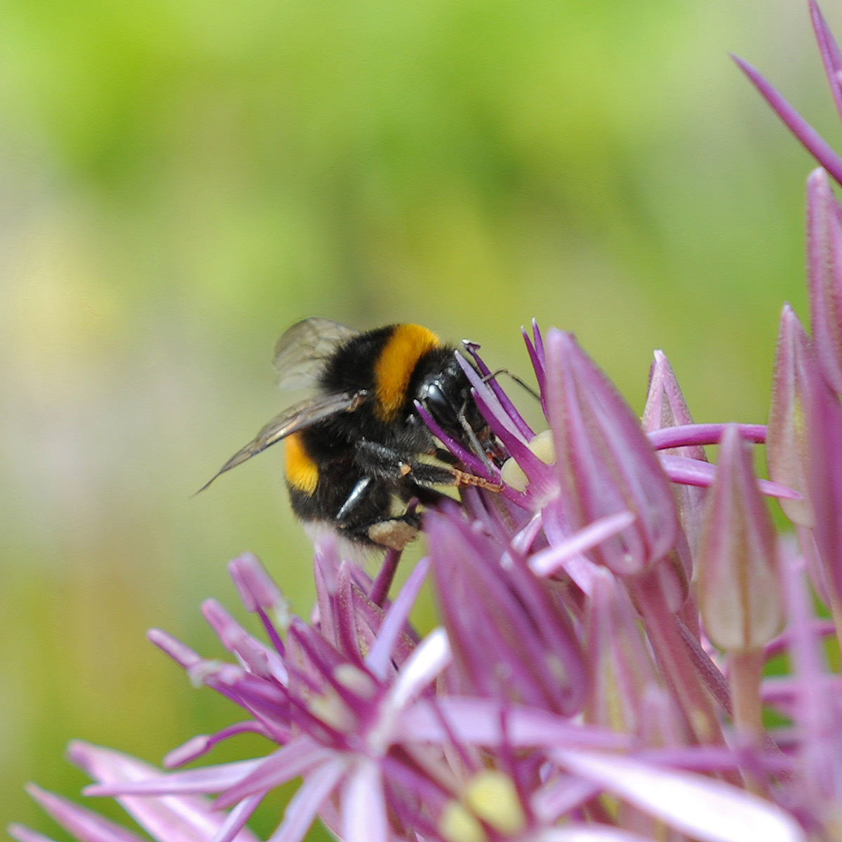 Allium christophii