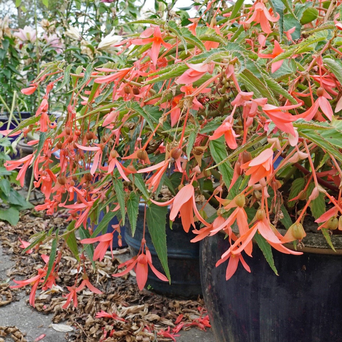 Begonia boliviensis San Francisco - Begonias - Fluwel