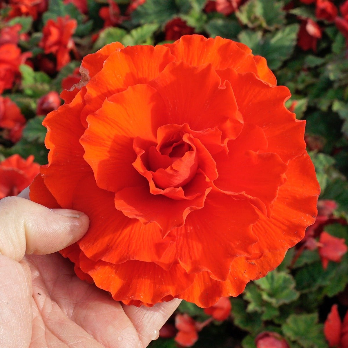 Begonia Ruffled Red - Begonias - Fluwel