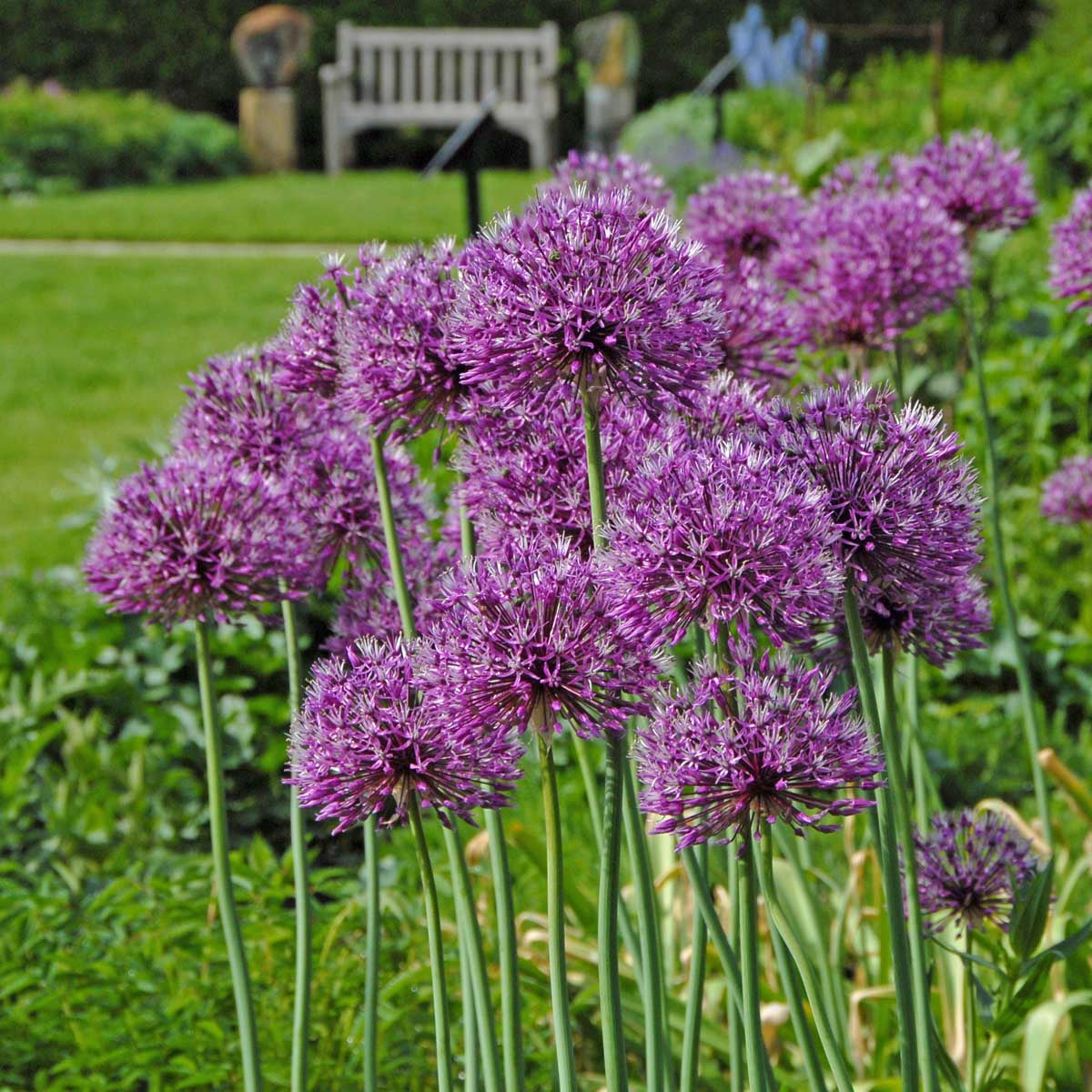 Allium Early Emperor