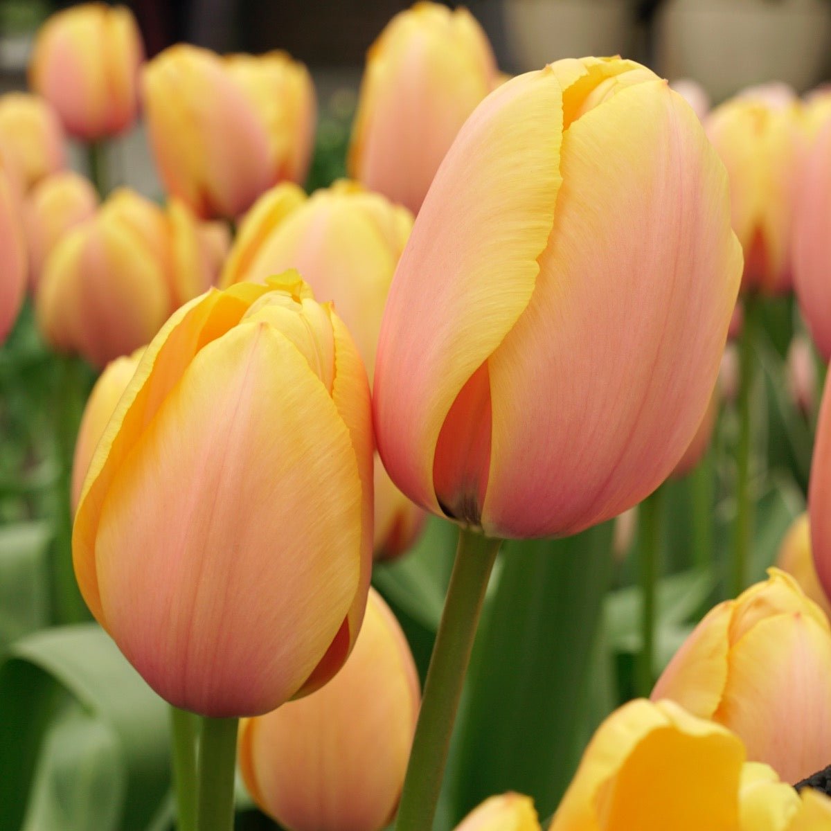 Blushing Impression - Tulips - Fluwel