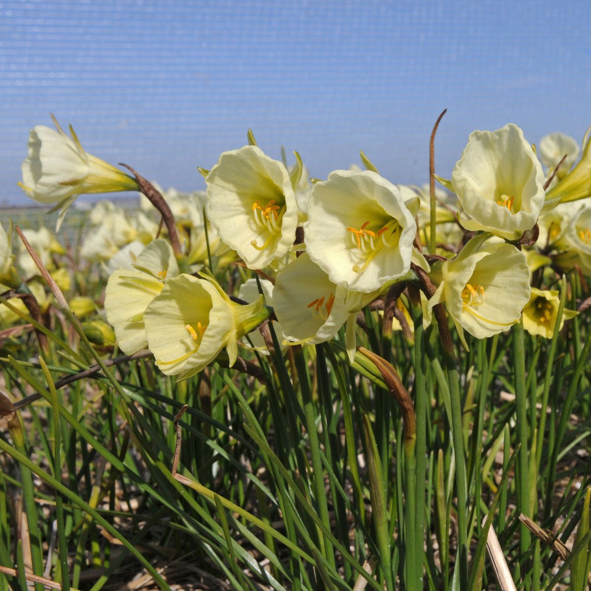 Bulbocodium Mary Poppins - witte Bulbocodium Hoop Petticoat narcis - Fluwel