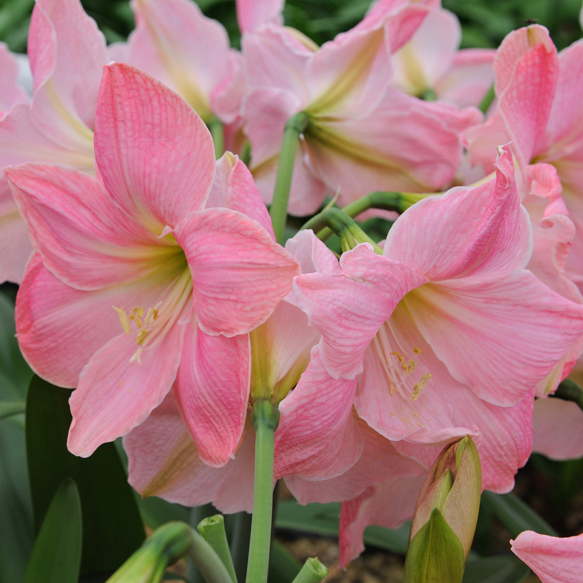 Amaryllis Sweet Star