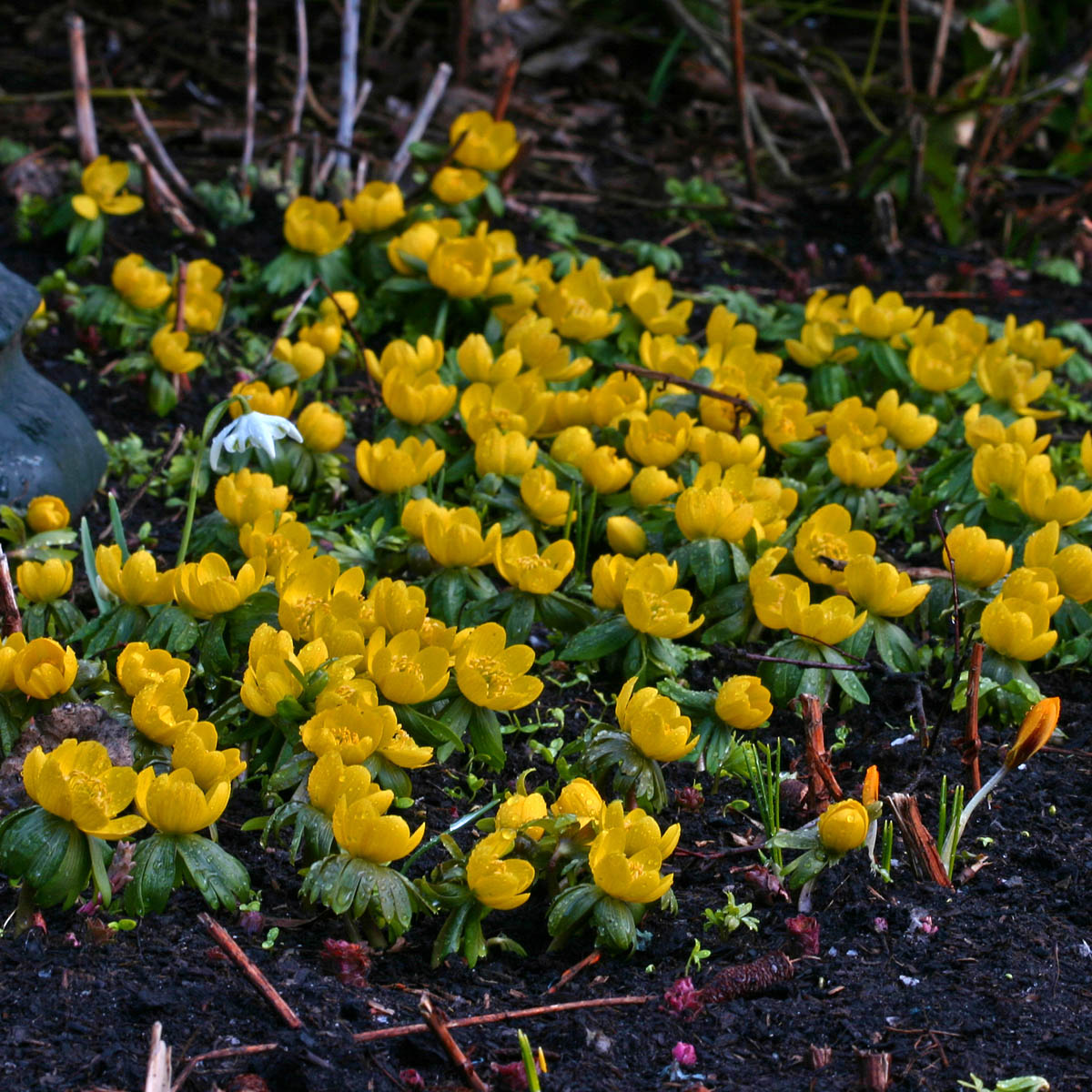 Eranthis cilicica
